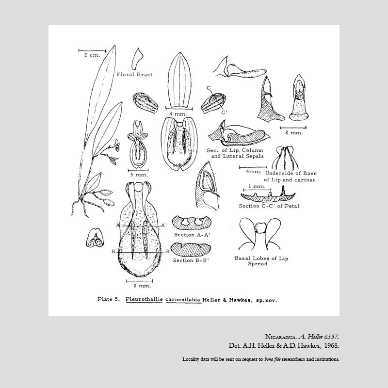 Stelis carnosilabia